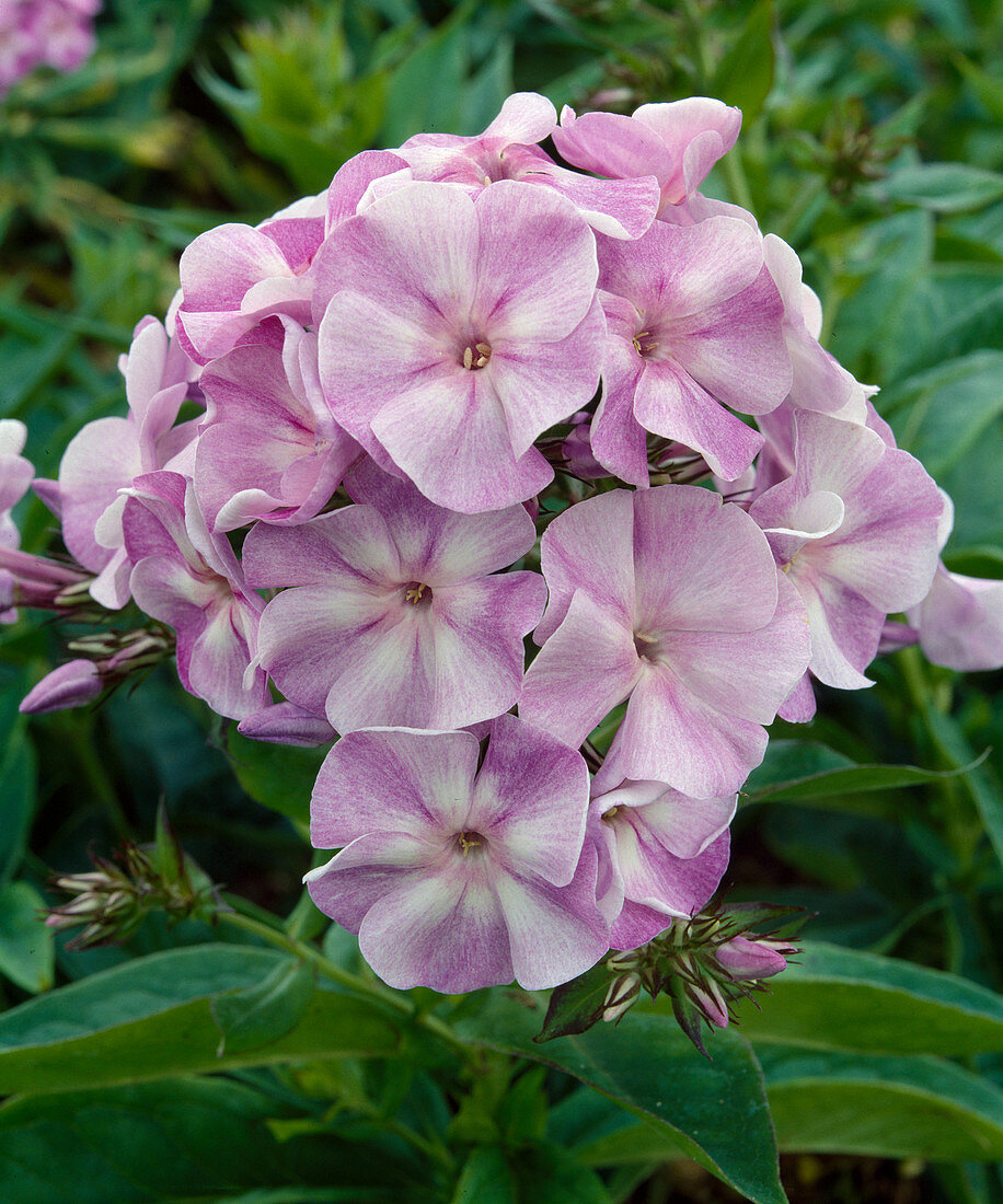 Phlox paniculata