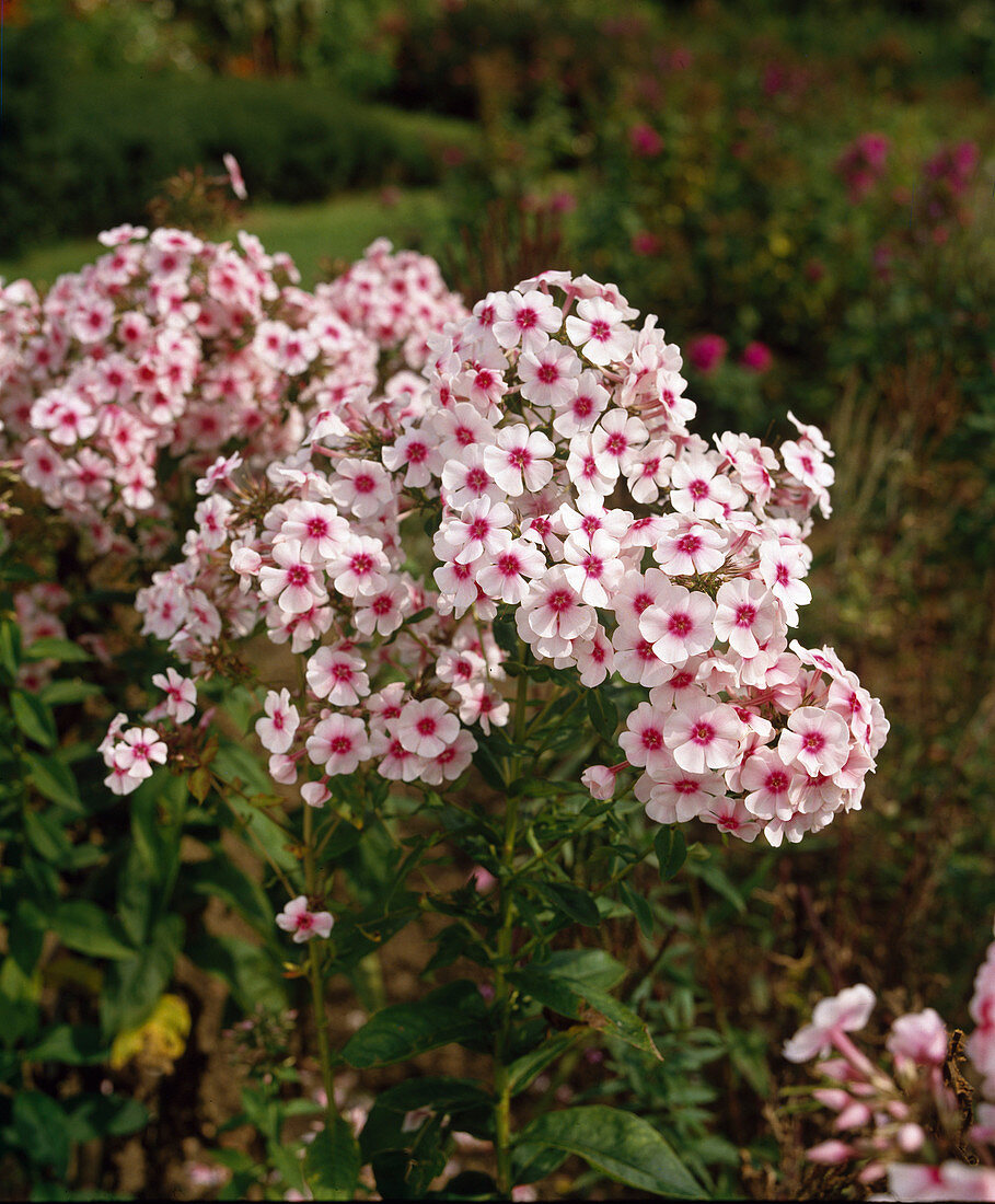 Phlox 'Country Wedding'