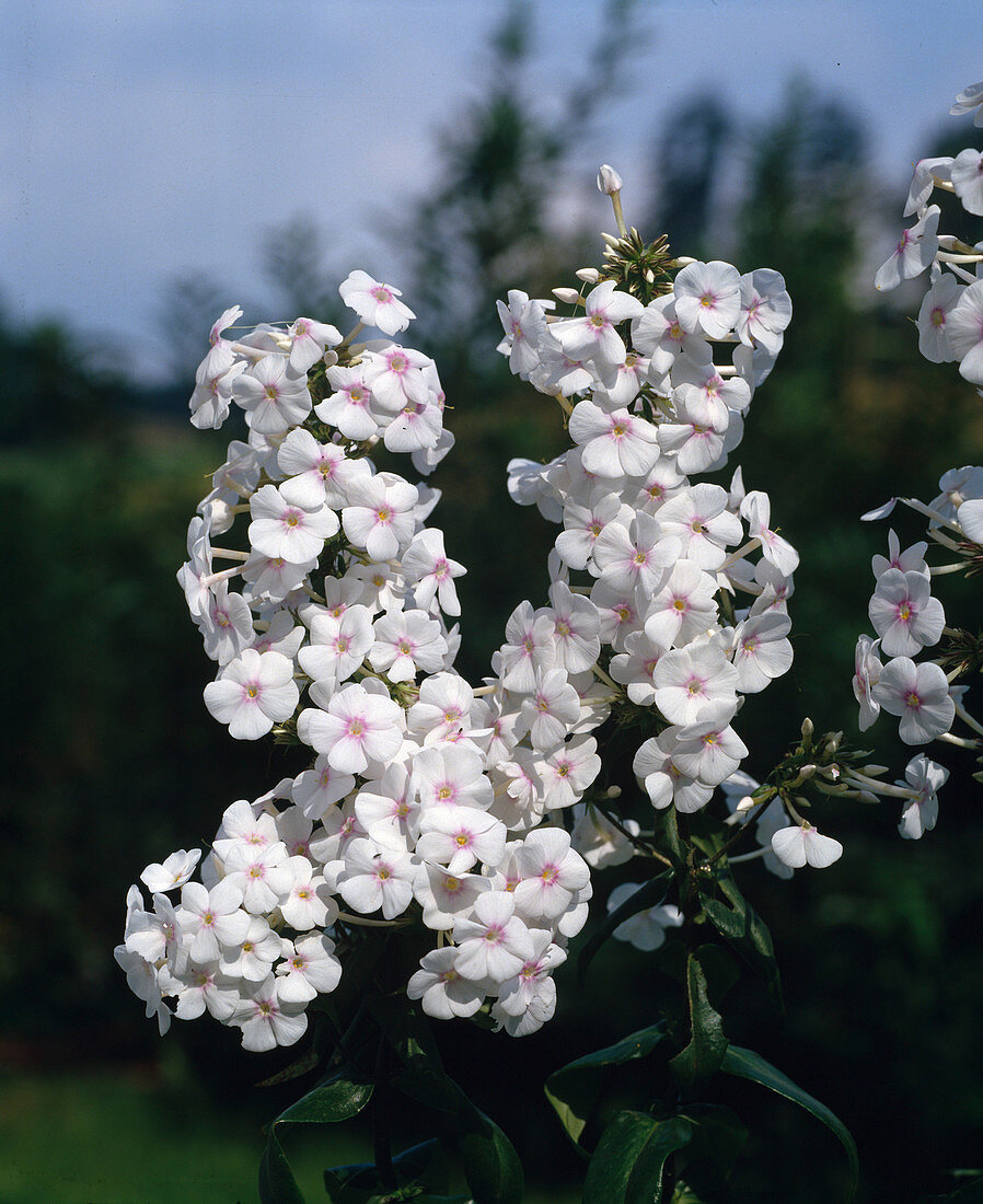 Phlox maculata