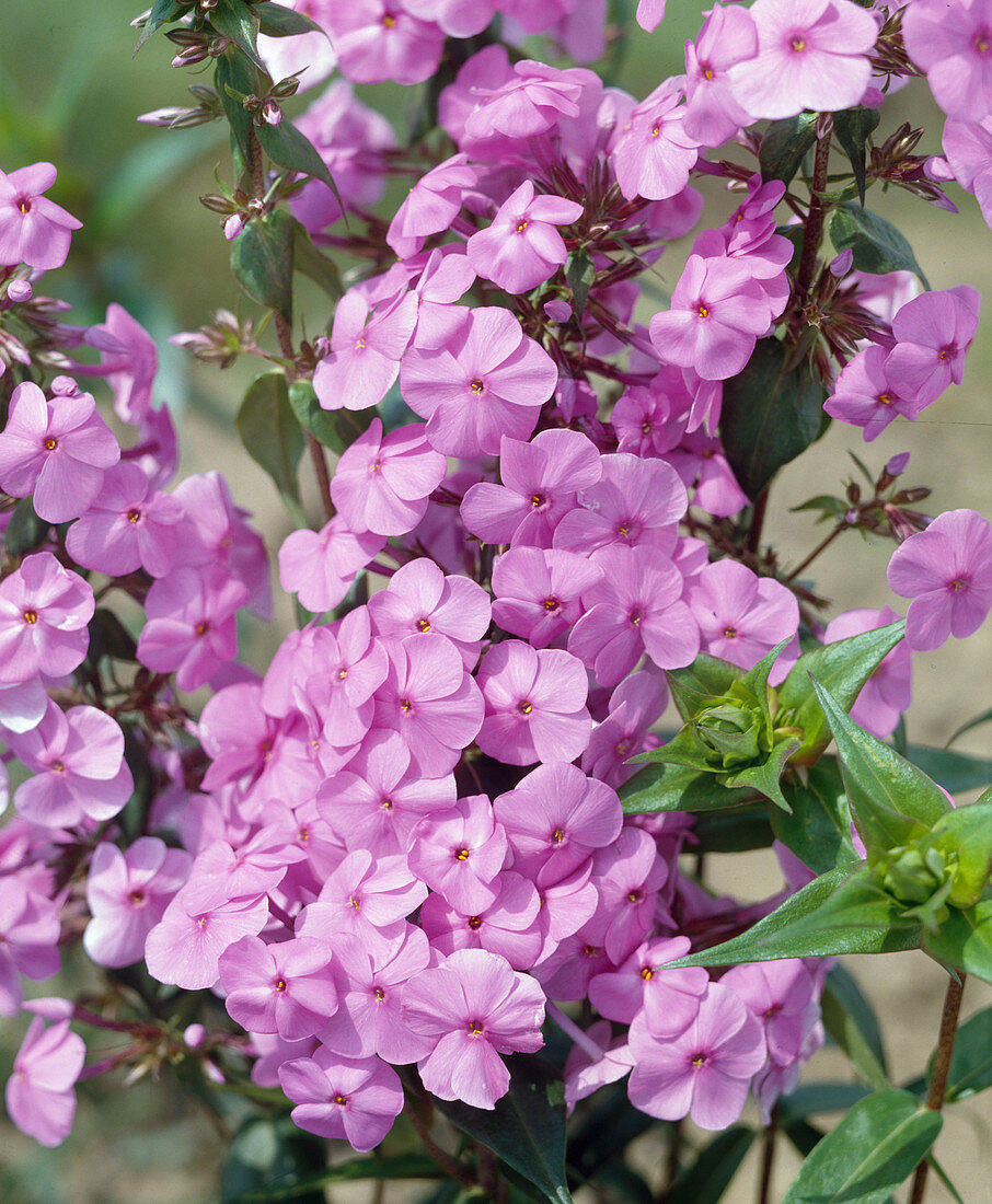 Phlox maculata