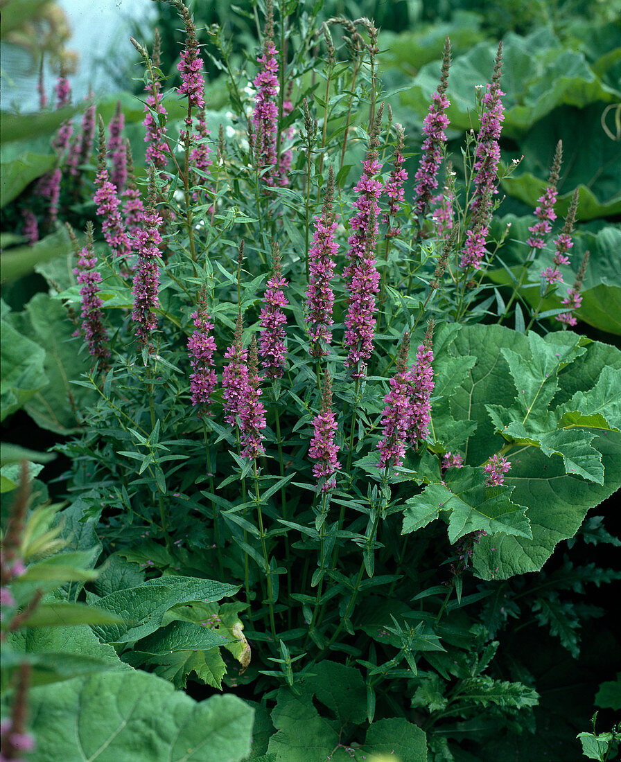 Lythrum salicaria