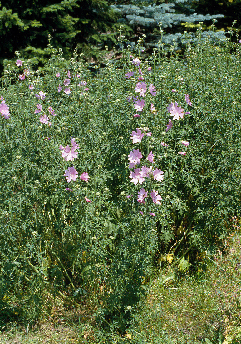 Malva moschata