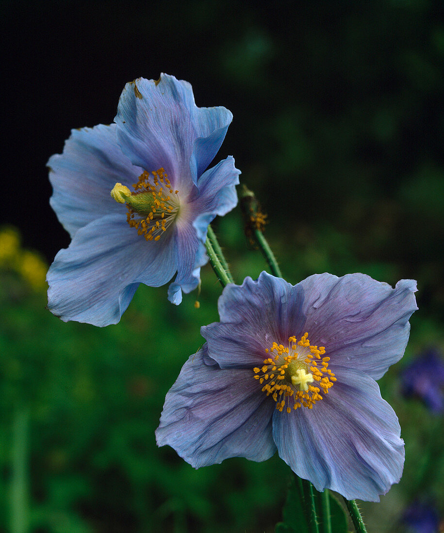 Meconopsis betonicifolia