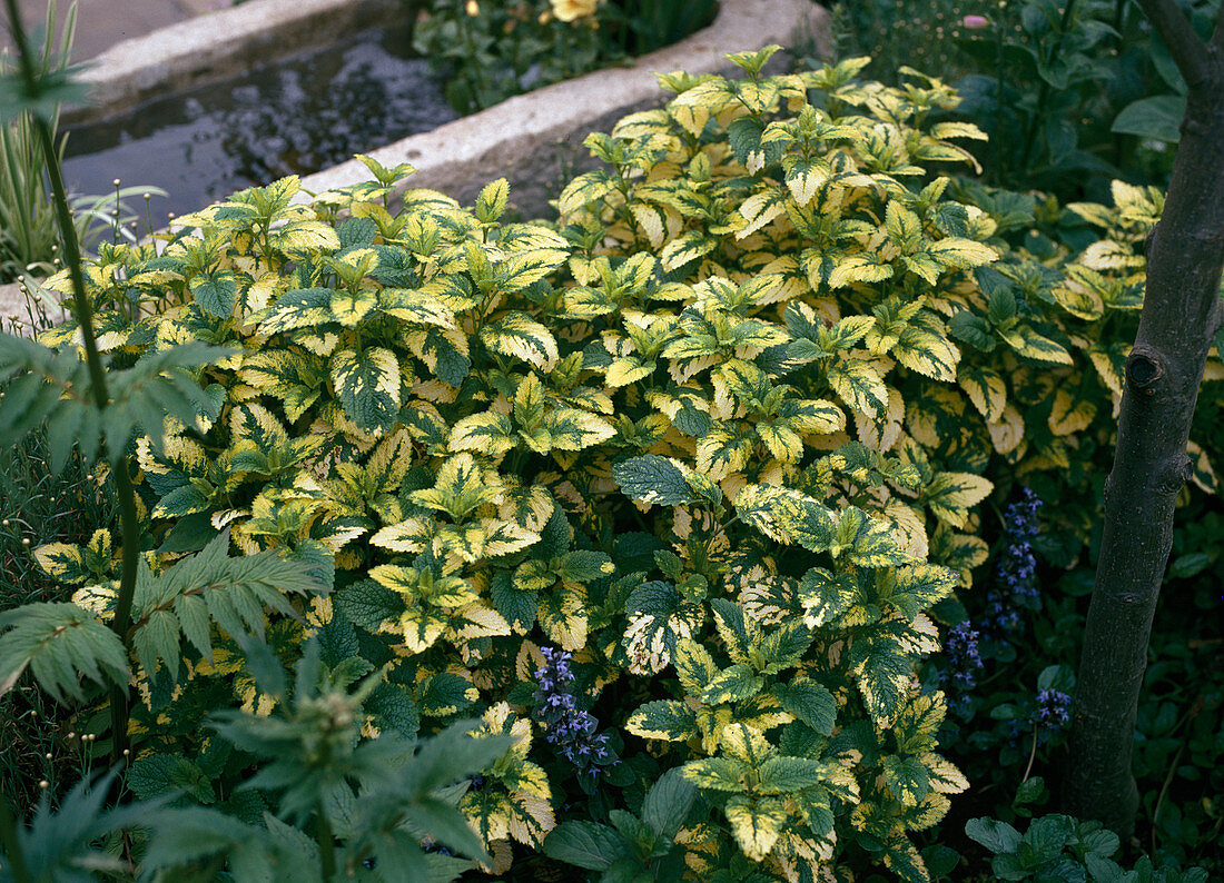 Melissa officinalis 'Aurea' (Golden balm)