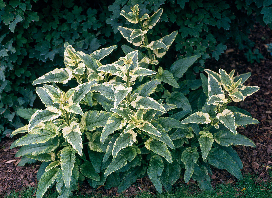 Mentha suaveolens 'Variegata'