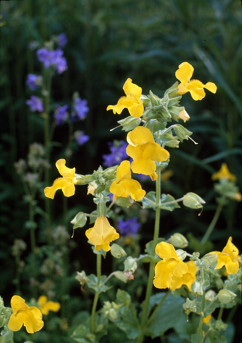 Mimulus luteus