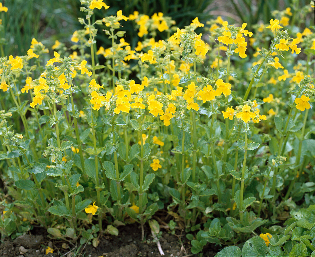 Mimulus luteus