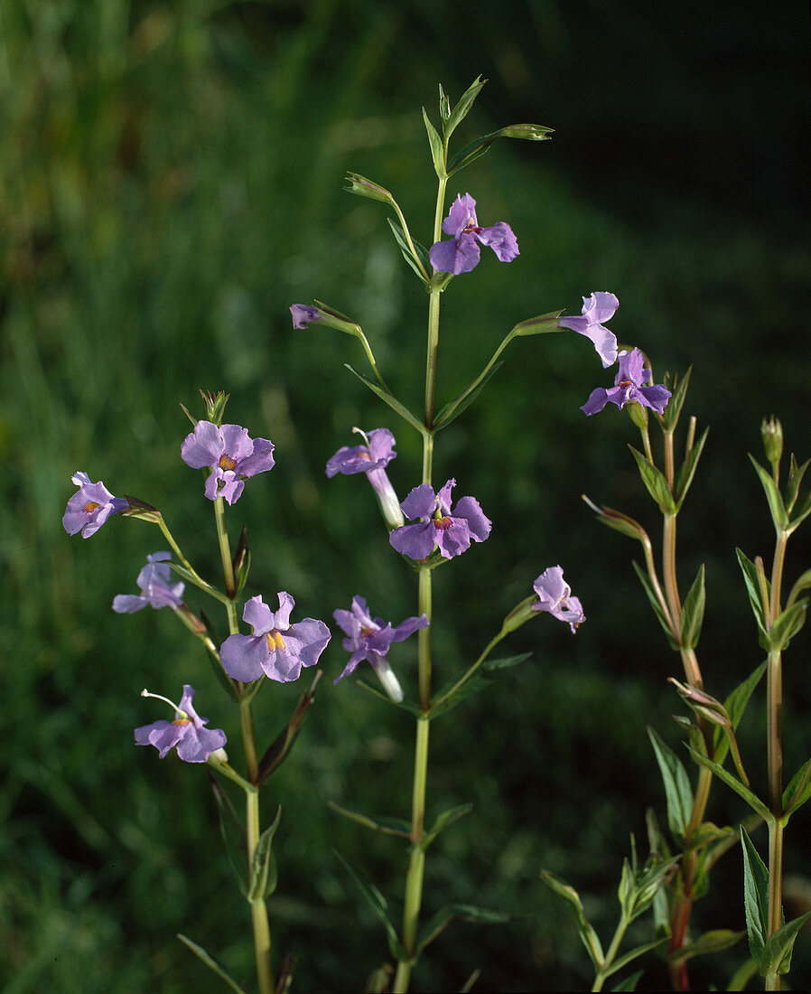 Mimulus ringens