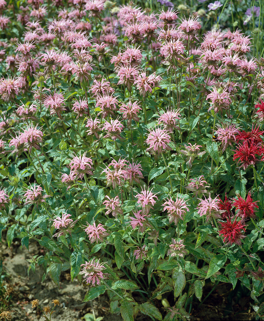 Monarda didyma