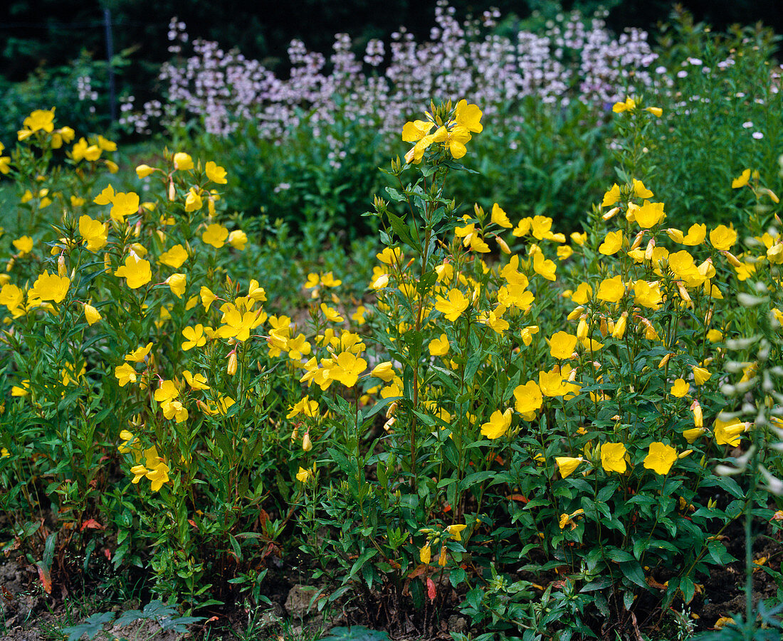 Oenothera tetragona