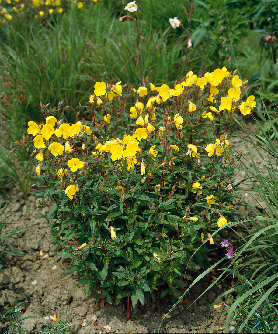 Oenothera tetragona 'Fyrverkeri'