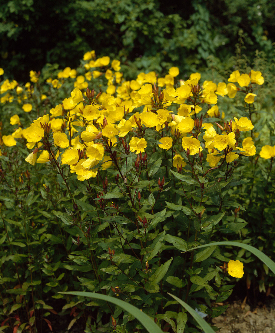 Oenothera tetragona