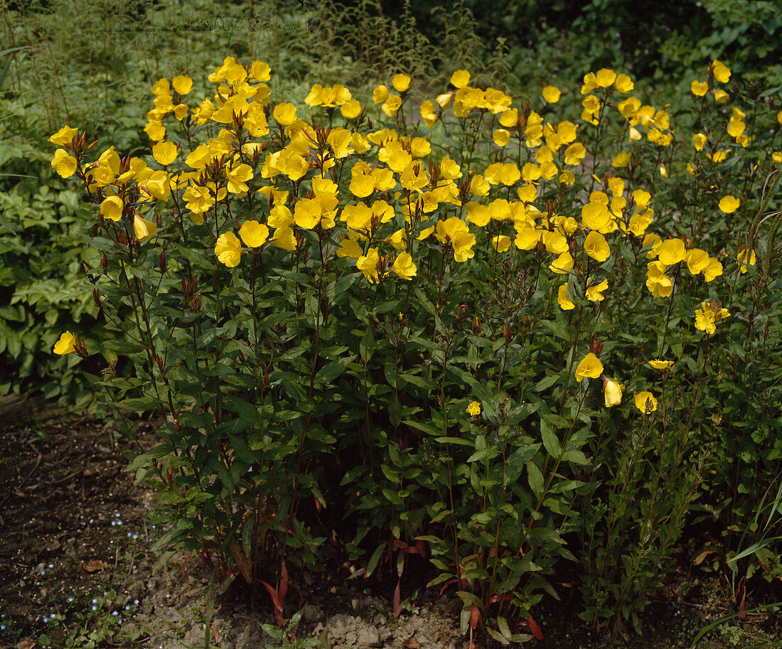 Oenothera tetragona 'Golden Sunlight'