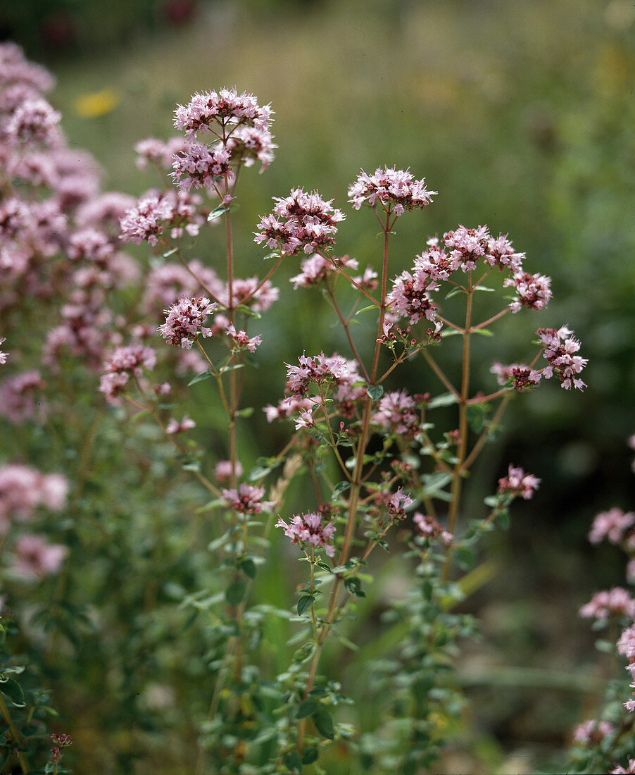 Origanum hybridum 'Dost'