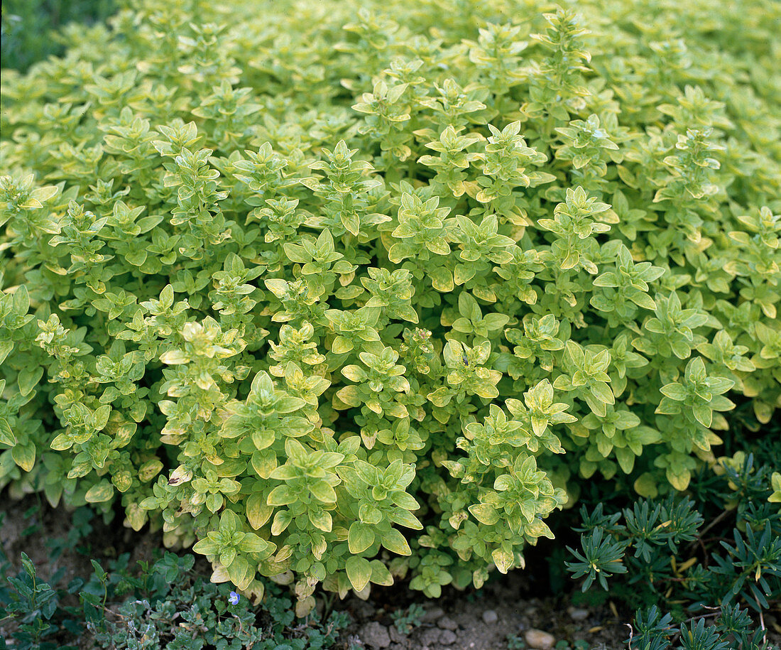 Origanum vulgare 'Aureum'