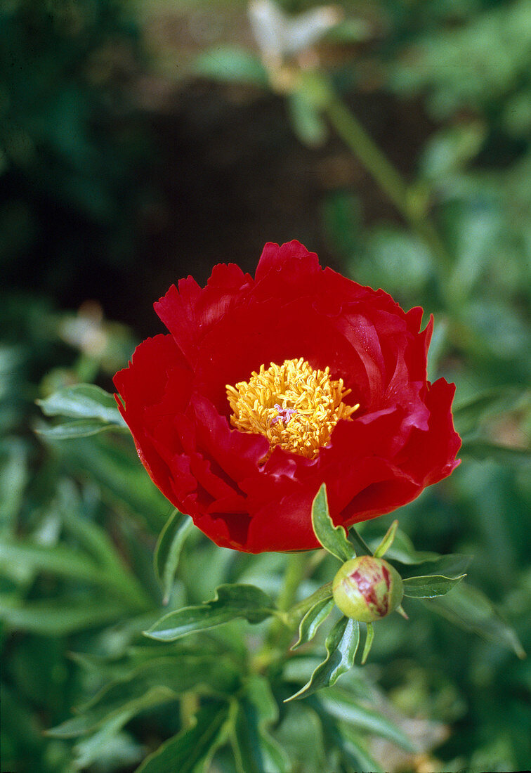 Paeonia lactiflora 'Carina'