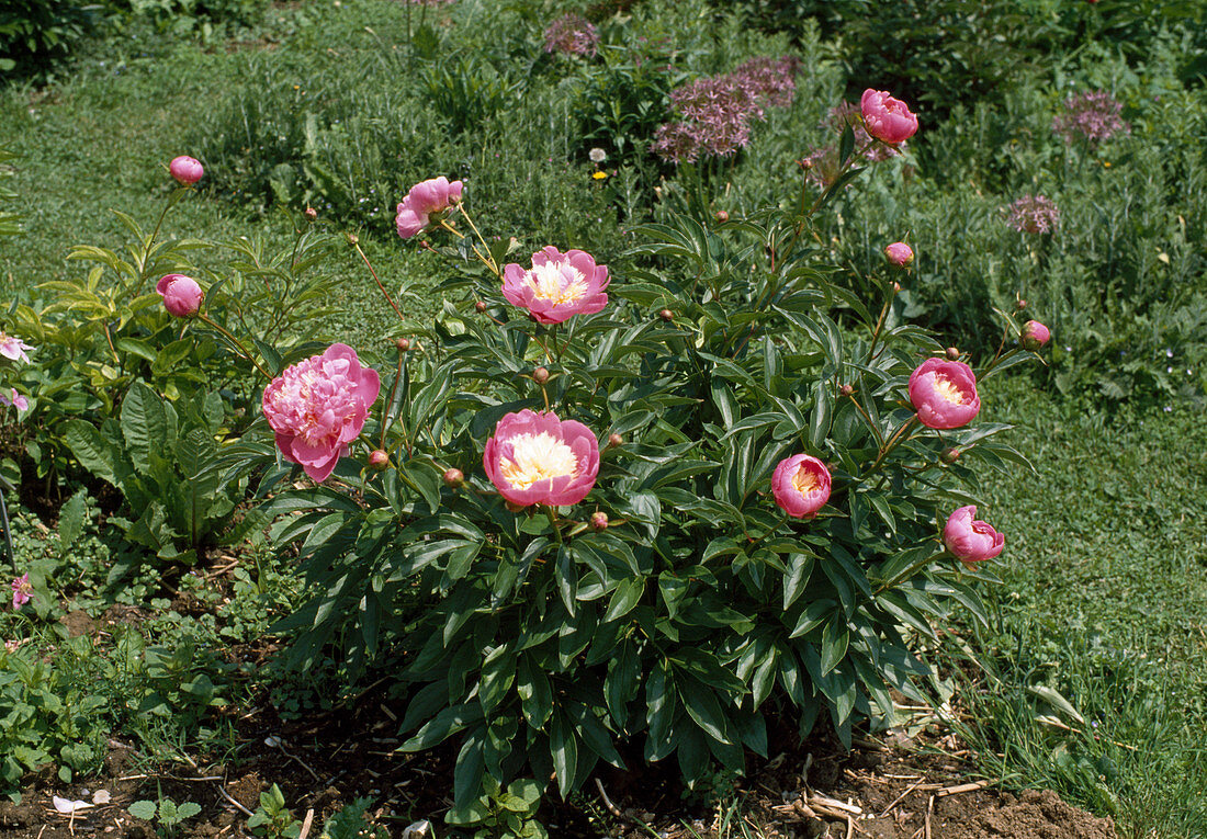 Paeonia lactiflora Hybr