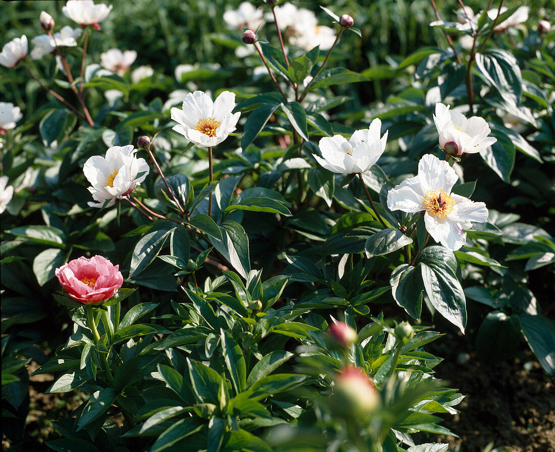 Paeonia lactiflora