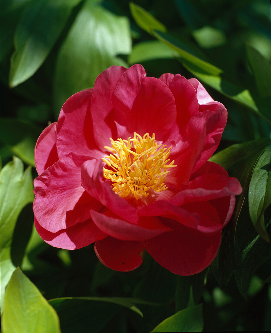 Paeonia lactiflora