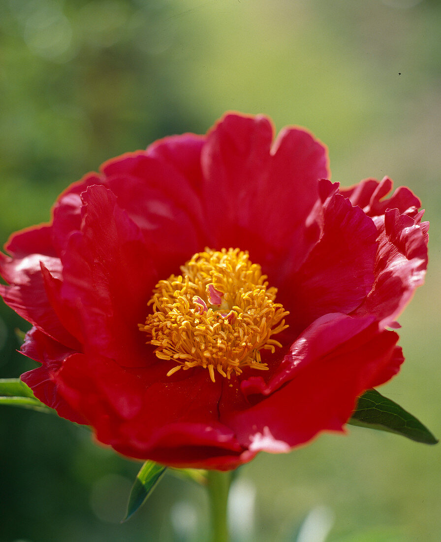 Paeonia lactiflora