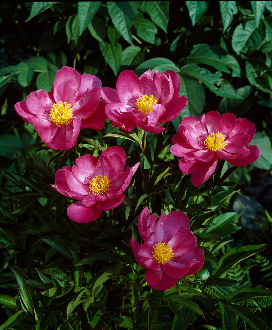 Paeonia lactiflora