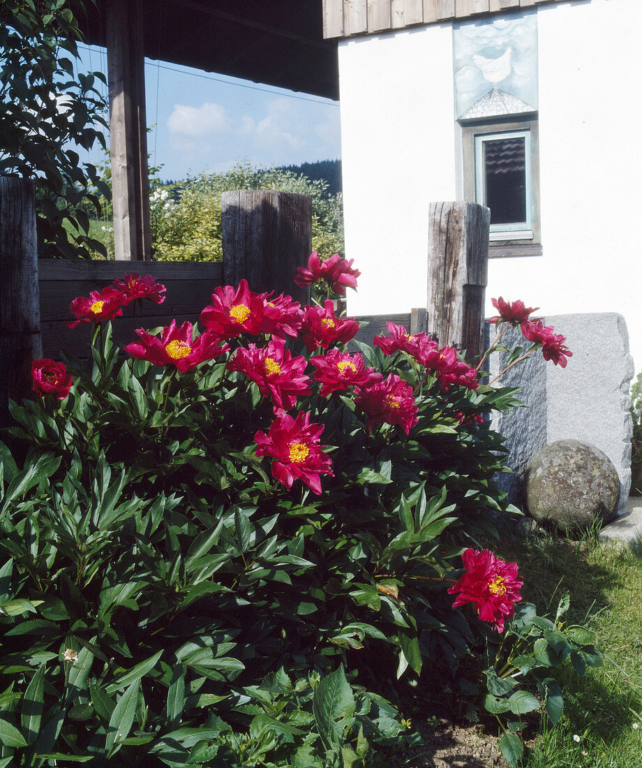 Paeonia lactiflora