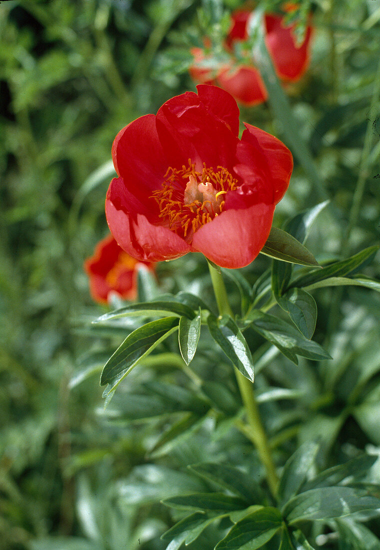 Paeonia Peregrina 'Sunshine'