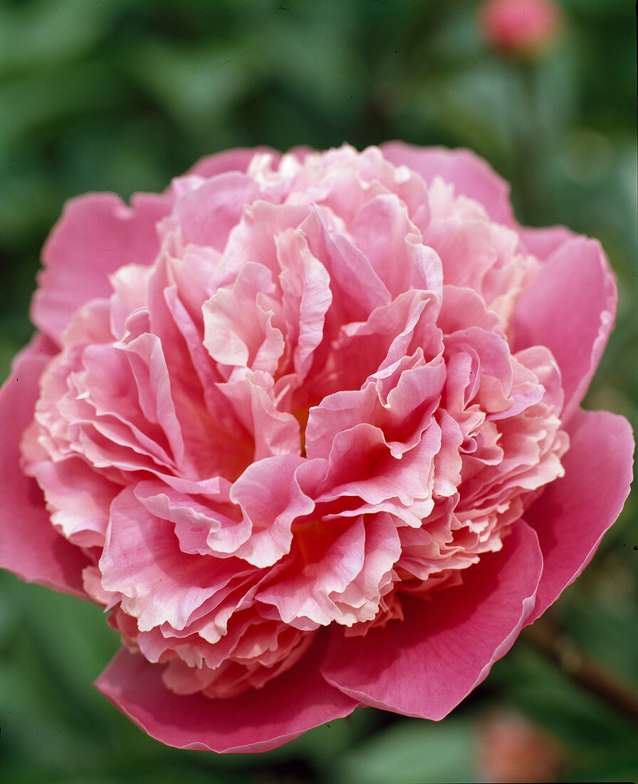 Paeonia lactiflora 'Kuni-mori'