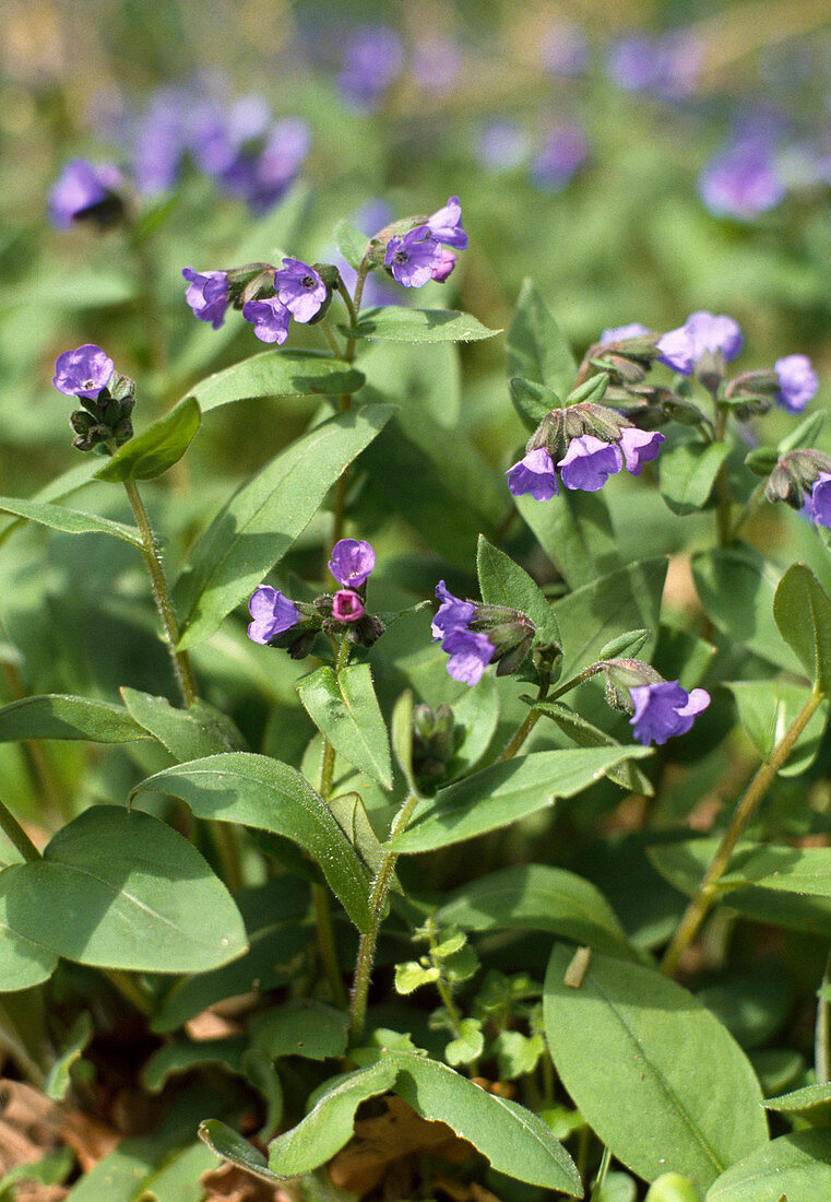 Pulmonaria angustifolia 'Azurea'