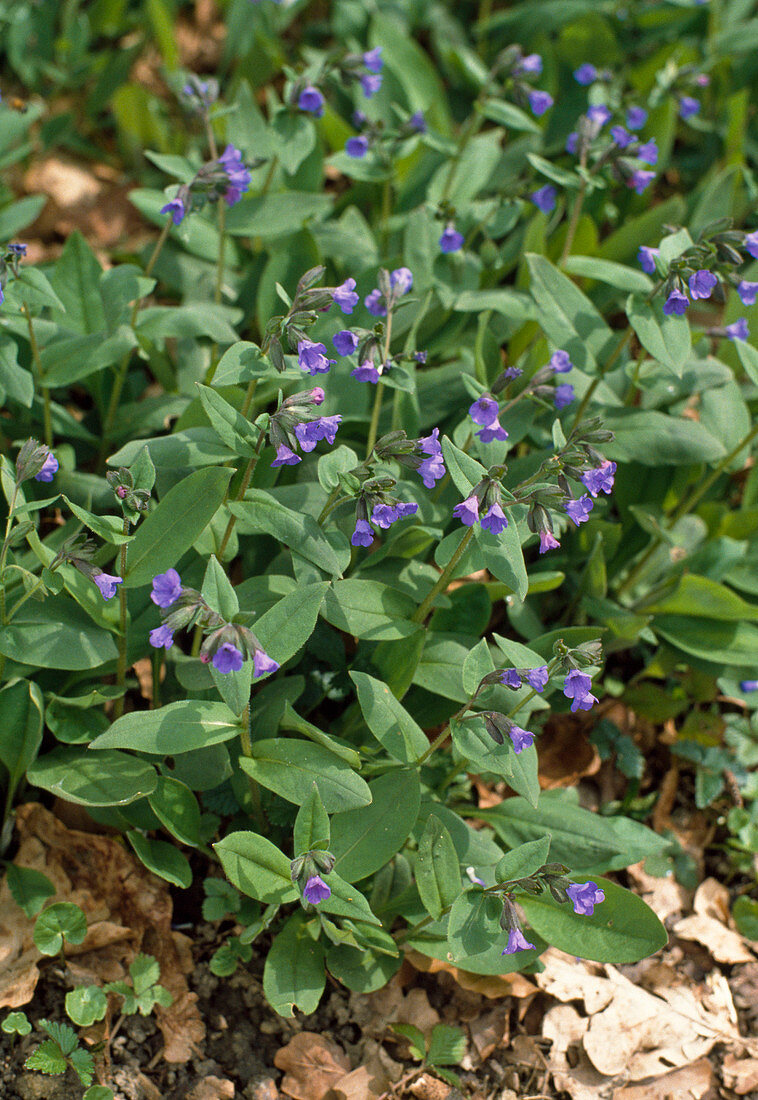 Pulmonaria angustifolia 'Azurea'