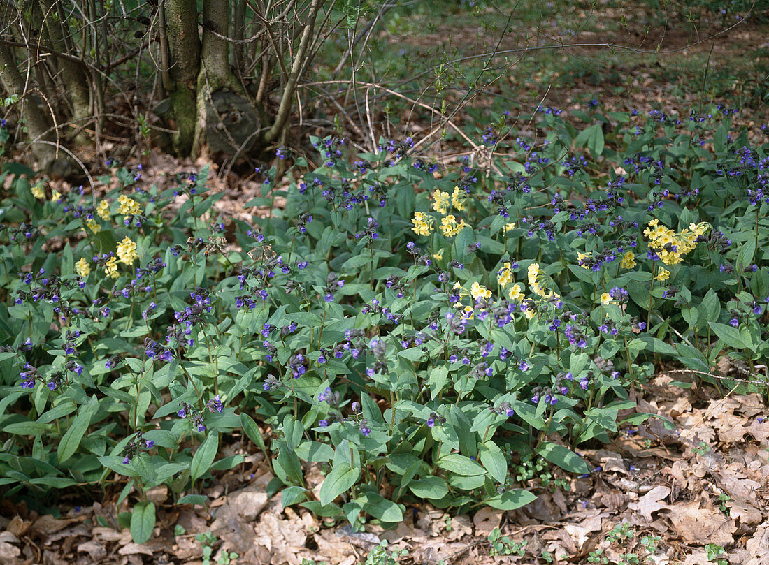 Pulmonaria angustifolia 'Azurea'