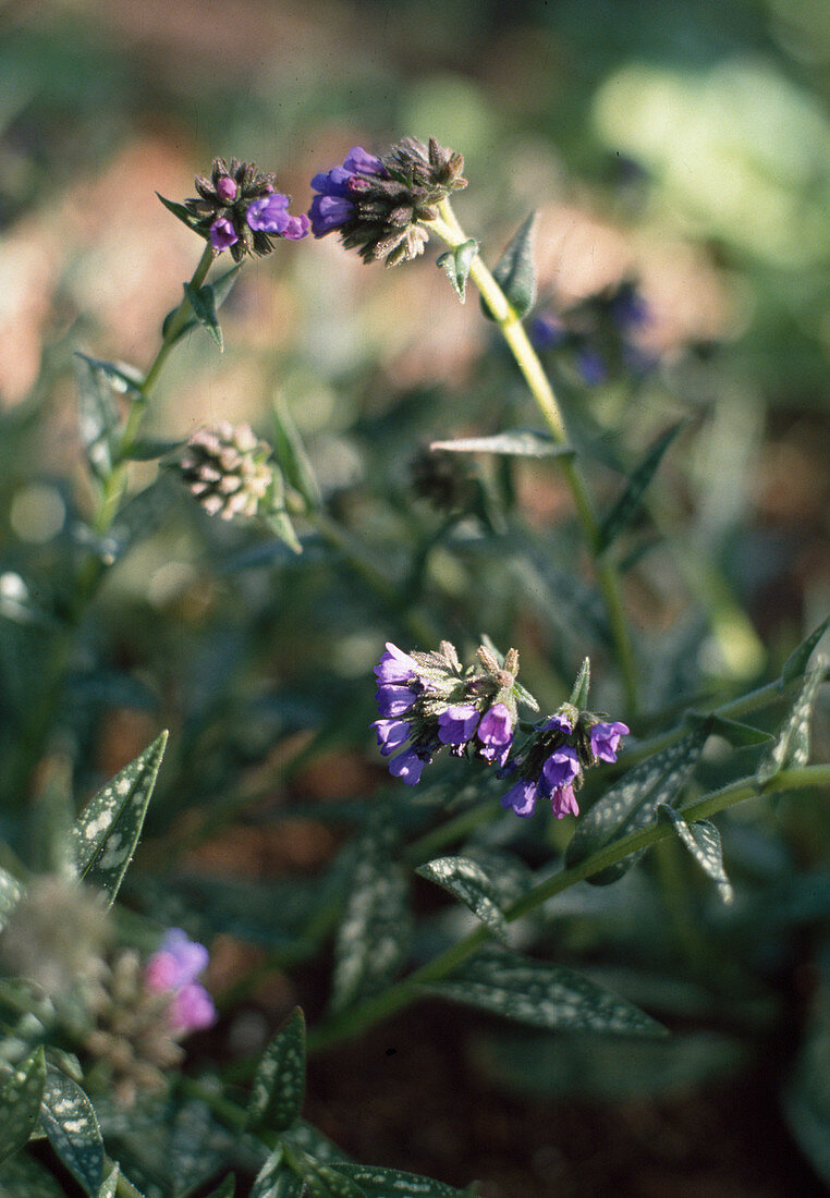 Pulmonaria longifolia