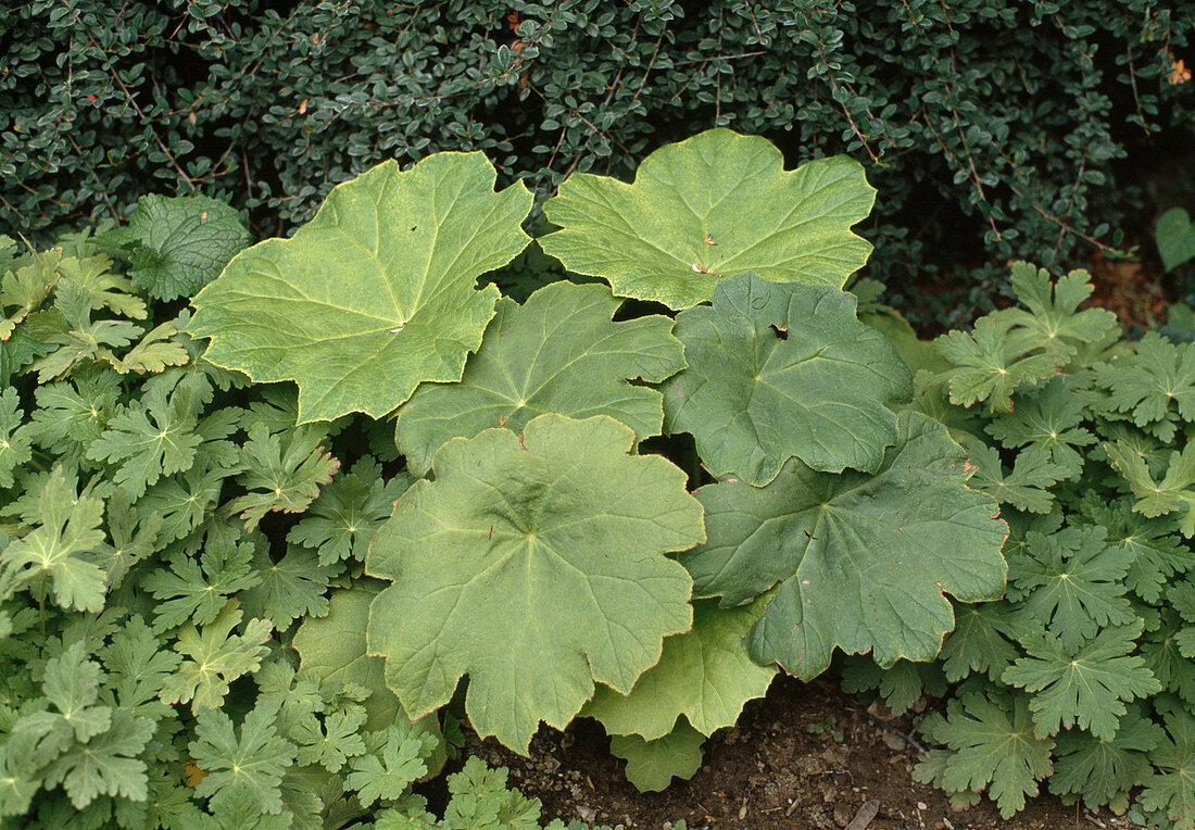 Rodgersia tabularis