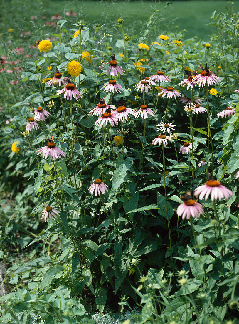 Echinacea purpurea (red coneflower) with butterflies