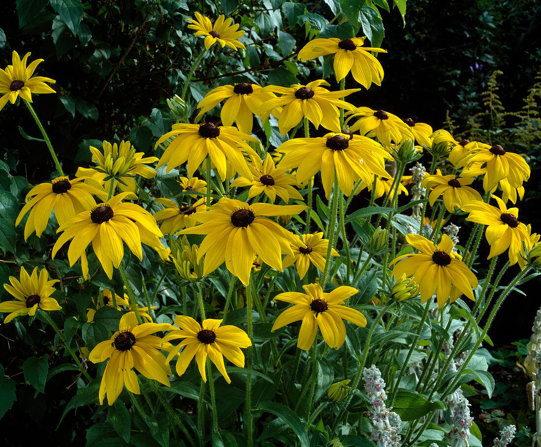 Rudbeckia hirta Coneflower