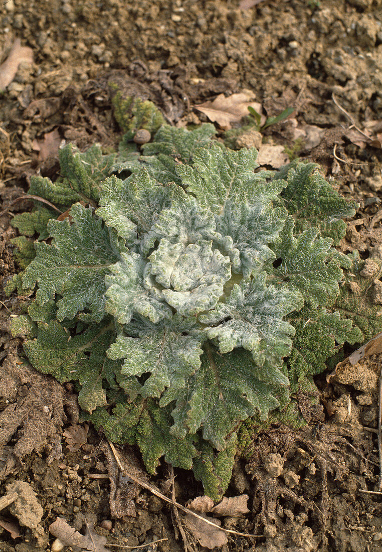 Salvia Aethiopis im 1. Jahr