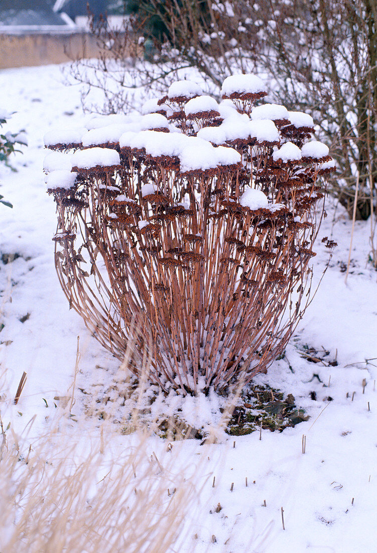 Sedum telephinum