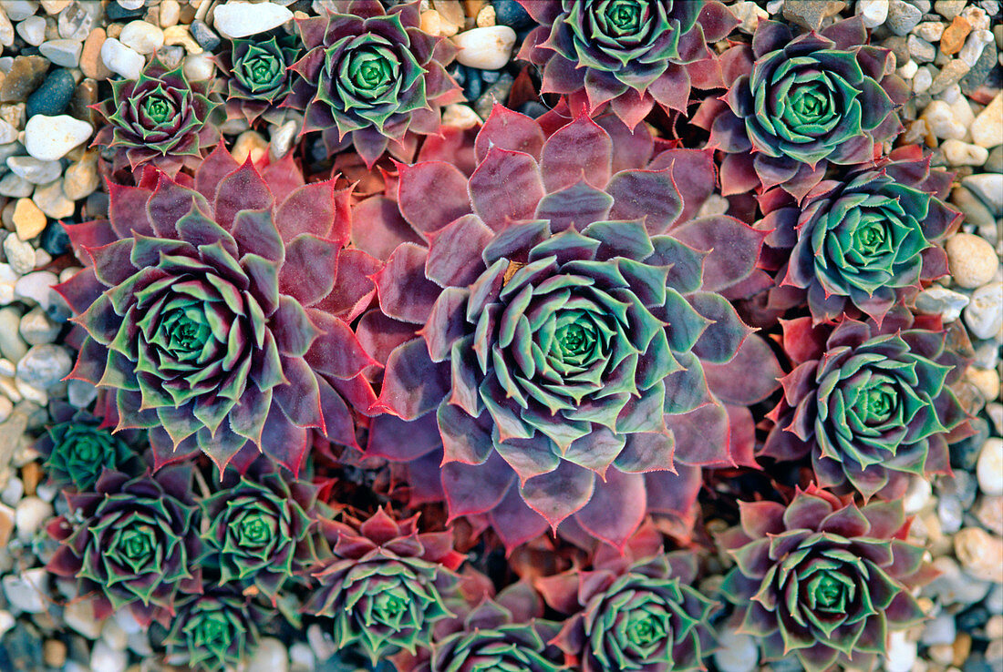 Sempervivum 'Cornstone'