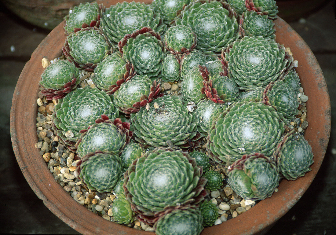 Sempervivum arachnoideum 'KRAMERS Spinnrad'