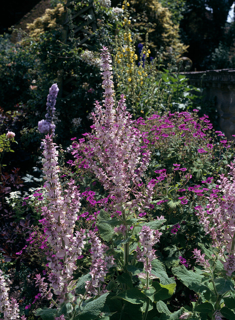 Salvia sclarea