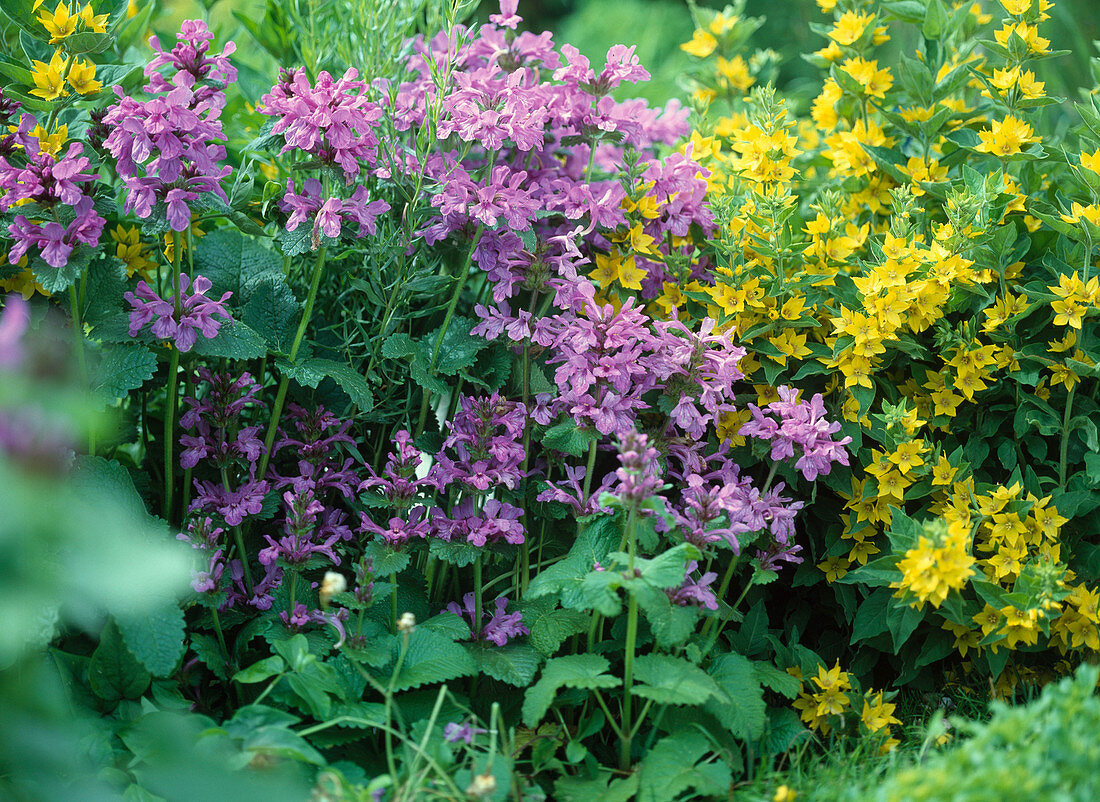 Stachys grandiflora 'Superba' (Coneflower)