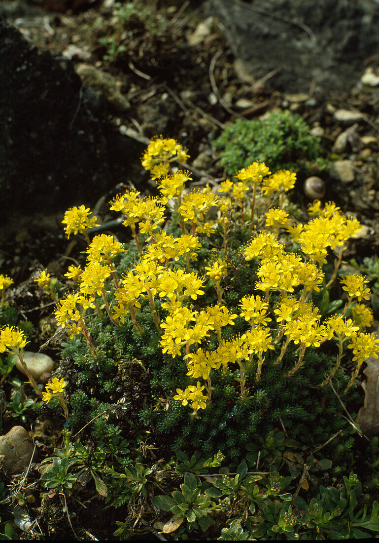 Saxifraga 'Golden Dust'