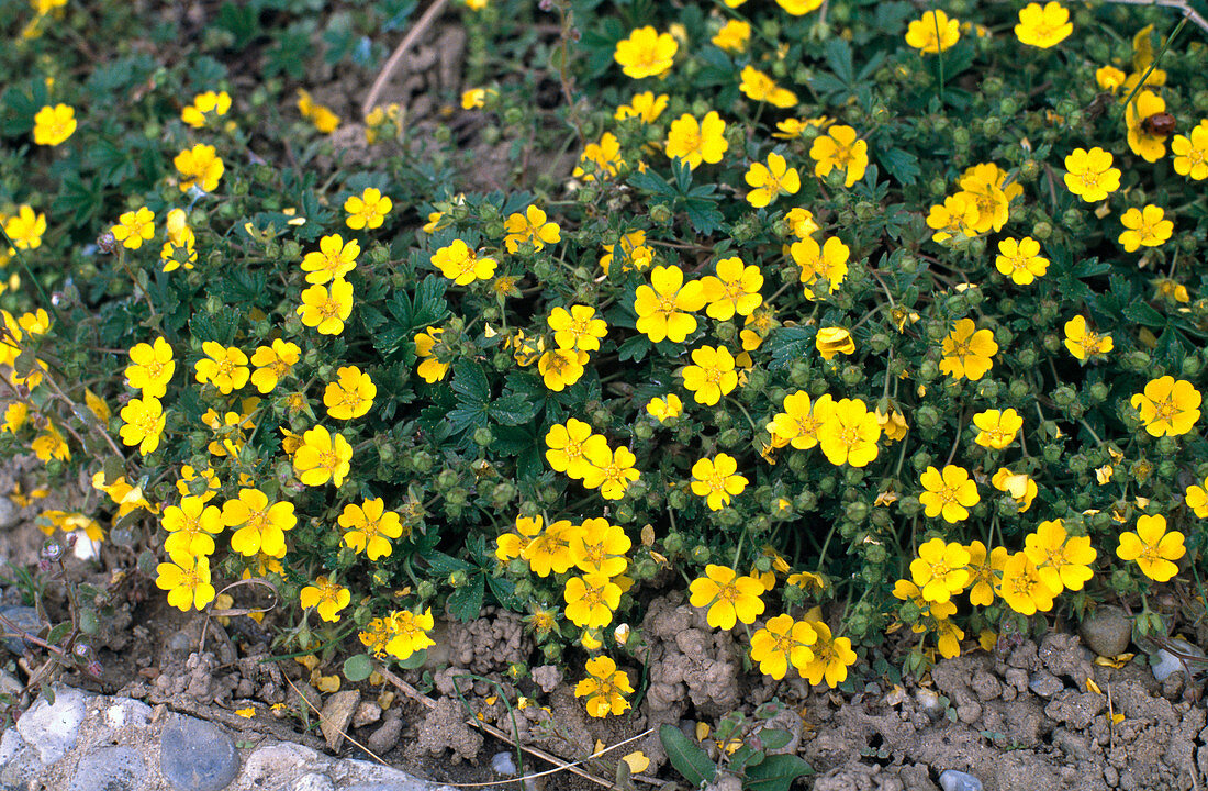 Potentilla neumanniana