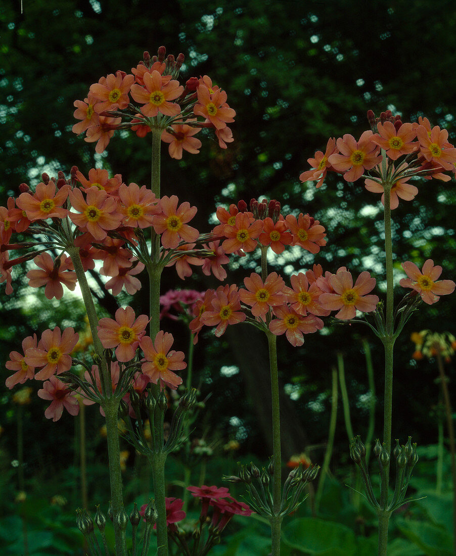 Primula x bullesiana