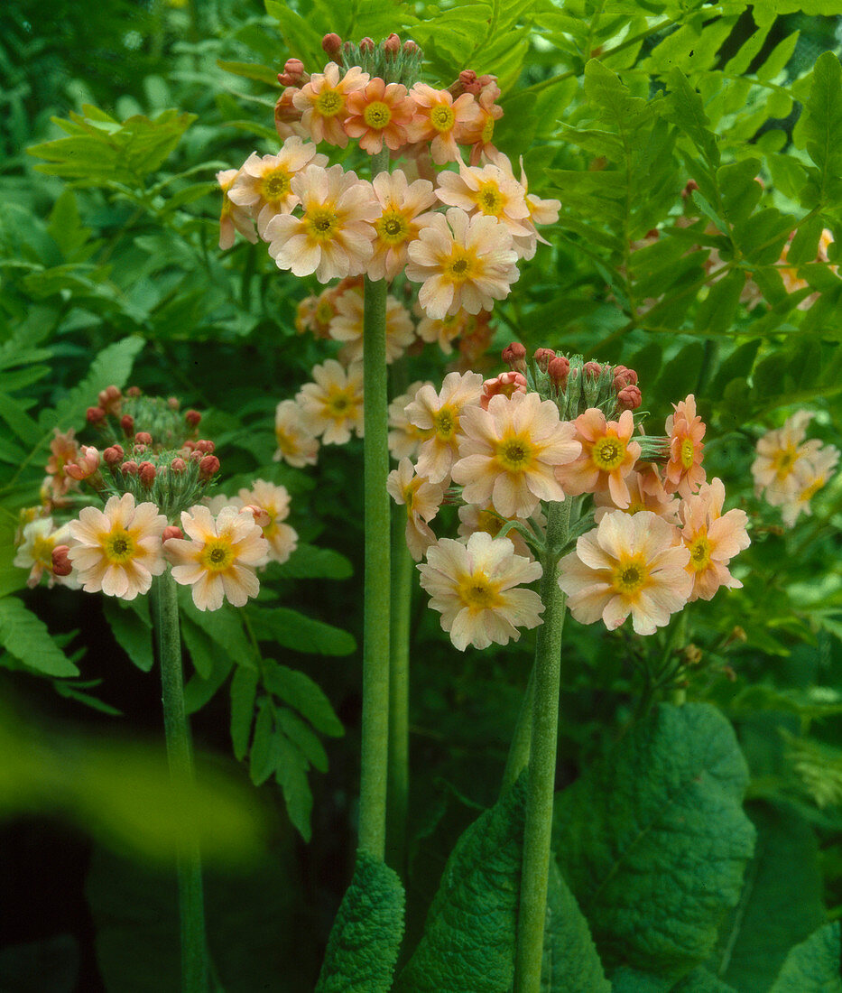 Primula X bullesiana