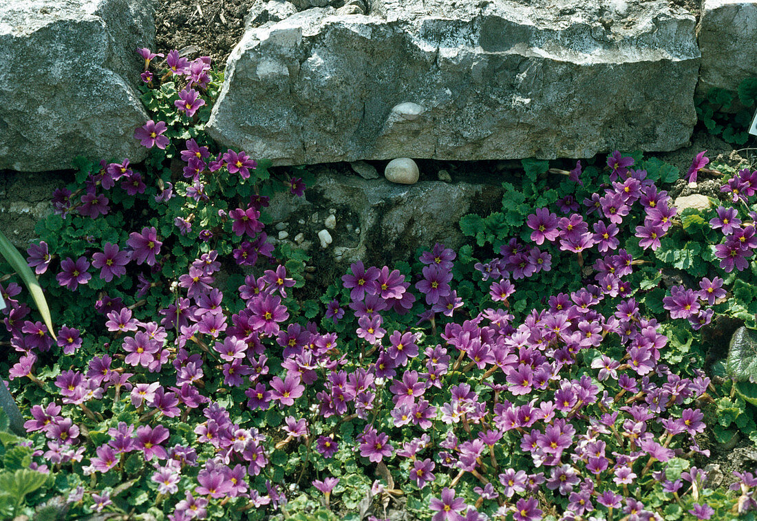 Primula juliae