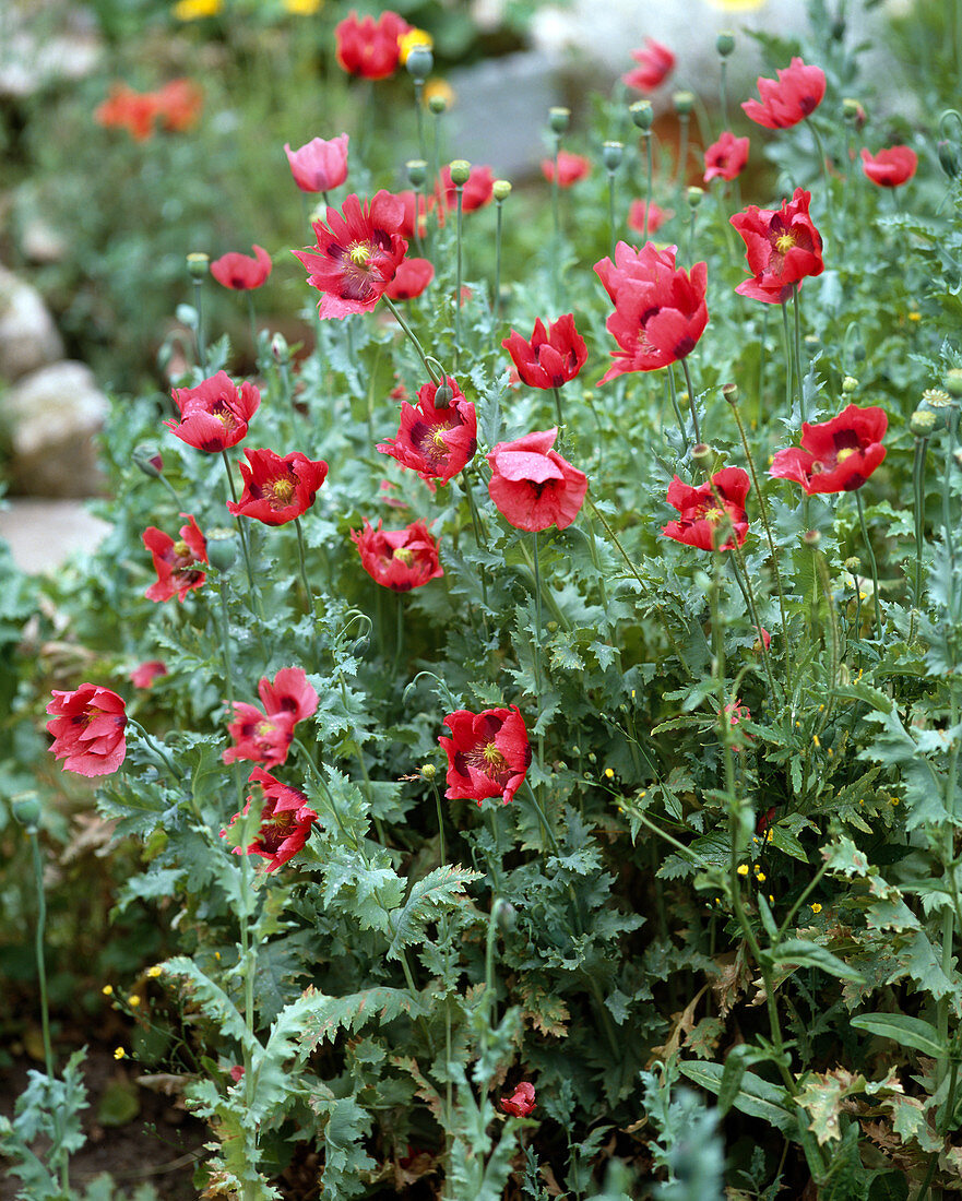 Papaver somniferum (Mohn)