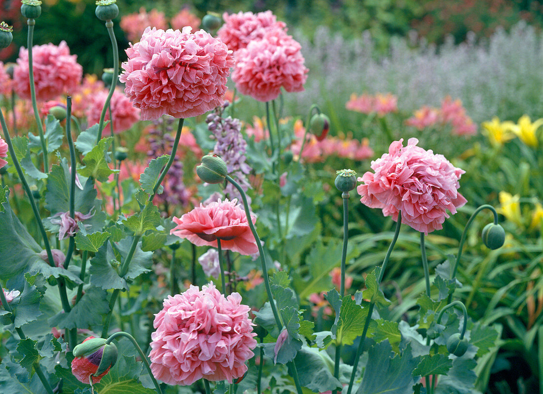 Papaver paeoniflorum 'Pink Paeony' (poppy