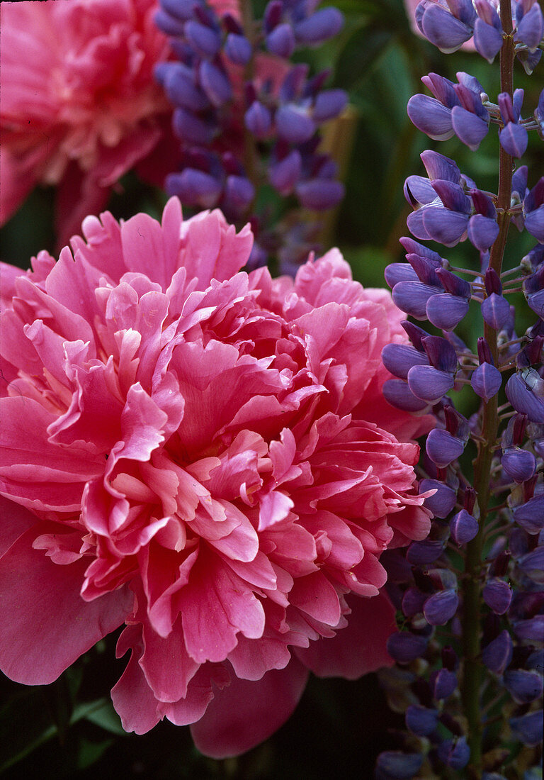 Paeonia officinalis (Peony)