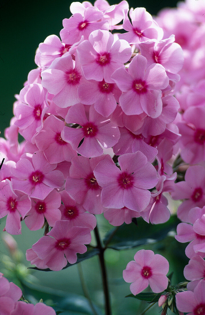 Phlox paniculata 'Country Wedding'